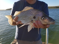 Pomadasys commersonnii