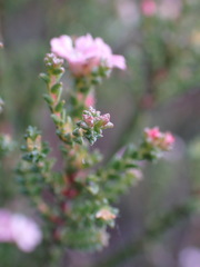 Euchaetis albertiniana