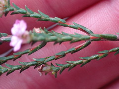Euchaetis albertiniana