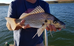 Pomadasys commersonnii