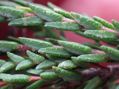 Euchaetis albertiniana