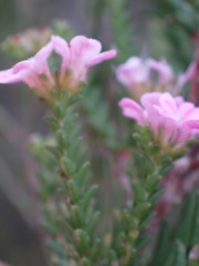 Euchaetis albertiniana