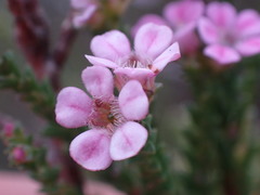 Euchaetis albertiniana