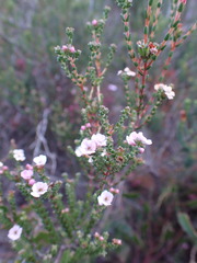 Euchaetis albertiniana
