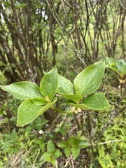 Rhododendron mariesii