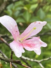 Rhododendron mariesii