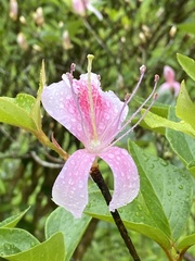 Rhododendron mariesii