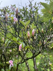 Rhododendron mariesii