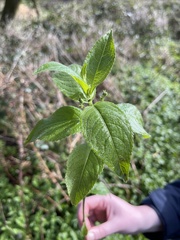 Impatiens parviflora