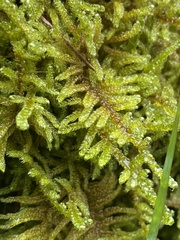 Hypnum plumaeforme