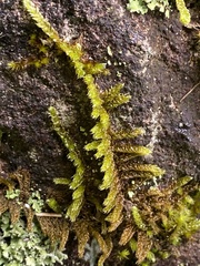 Hypnum plumaeforme