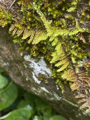 Hypnum plumaeforme