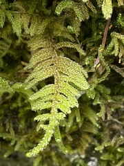 Hypnum plumaeforme