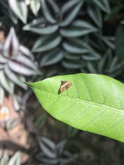 Choreutis xanthogramma