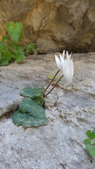 Cyclamen creticum
