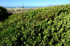 Pterocelastrus tricuspidatus