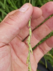 Hemarthria altissima