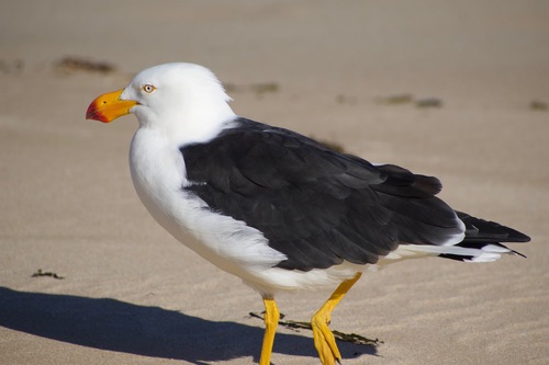 Pacific Gull｜太平洋鸥 参考照片
