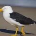 Pacific Gull - Photo (c) lrathbone, some rights reserved (CC BY-NC)