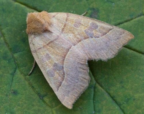 Scalloped Sallow Moth (Pennsylvania Moths) · iNaturalist