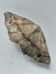 Drepanogynis mixtaria