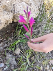 Gladiolus communis