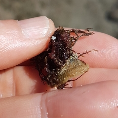 Pilosabia trigona