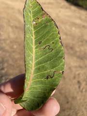 Stigmella prunifoliella