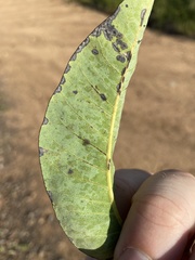 Stigmella prunifoliella