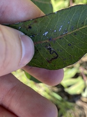 Stigmella prunifoliella