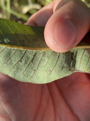 Stigmella prunifoliella