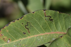 Stigmella prunifoliella