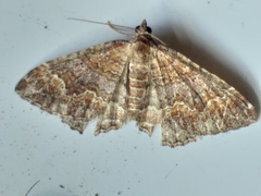 Mimoclystia explanata