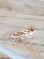Phyllonorycter leucographella