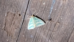 Mixocera frustratoria