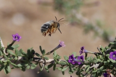 Anthophora porphyrea