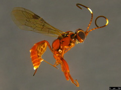 Akymichneumon rufipes