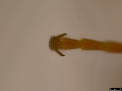 Akymichneumon rufipes