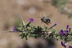 Anthophora porphyrea