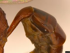 Akymichneumon rufipes