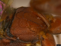 Akymichneumon rufipes