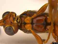 Akymichneumon rufipes