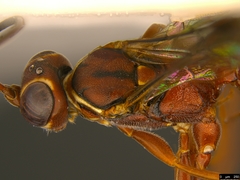 Akymichneumon rufipes