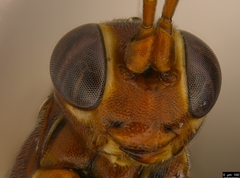 Akymichneumon rufipes