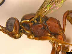 Akymichneumon rufipes