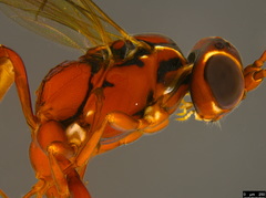 Akymichneumon rufipes