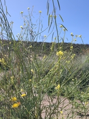 Diplotaxis harra lagascana