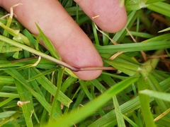 Hemarthria altissima