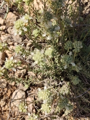 Teucrium murcicum