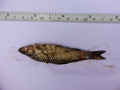 Pseudorasbora parva